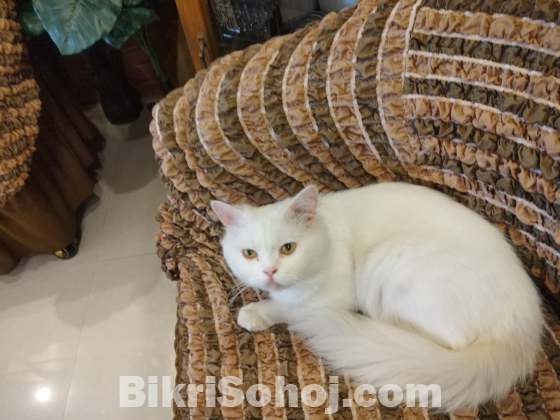 Persian Cat